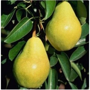 Груша Тютчевская