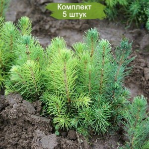Саженцы Ели Голубой Кейбаб  (Kaibab) до 20 см -  комплект 5 шт.