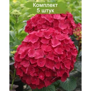 Саженцы гортензии крупнолистной Ред Вондер (Red Wonder) -  комплект 5 шт.