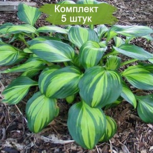 Саженцы хосты Рейнбойз Энд (Rainbows End) -  комплект 5 шт.