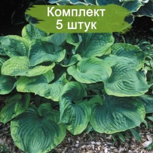 Саженцы хосты Титаник (Titanic) -  комплект 5 шт.