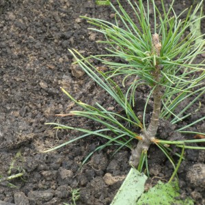 Саженцы кедра Ливанского до 20 см -  комплект 5 шт.