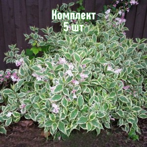 Комплект 5шт / Вейгела цветущая Вариегата