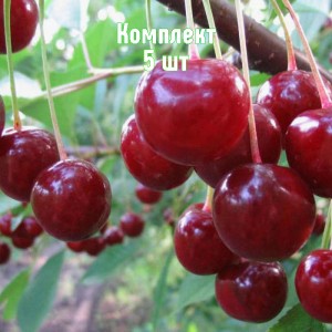 Комплект 5шт / Вишня Песковацкая
