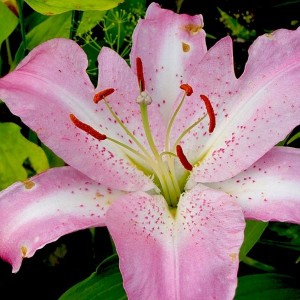 Луковица лилии Жозефина