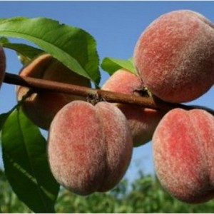 Персик Пушистый ранний