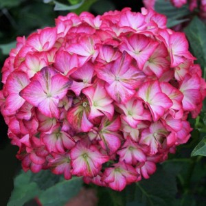 Саженец гортензии крупнолистной Мэджикал орнамент (Мagical Ornament)