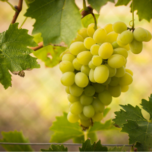 Саженец винограда Лунный (Средний/Белый)