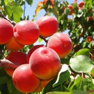 Саженец колоновидного Абрикоса Цунами