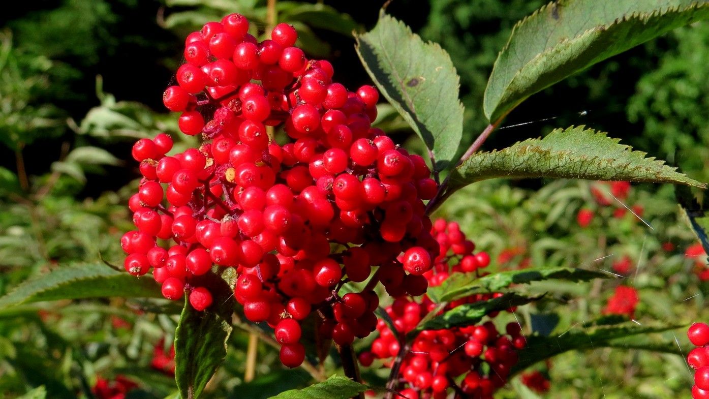 Бузина красная Sambucus